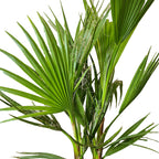 Lot De 3 Palmiers Rustiques – Plante D'Extérieur