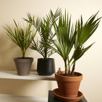 Lot De 3 Palmiers Rustiques – Plante D'Extérieur