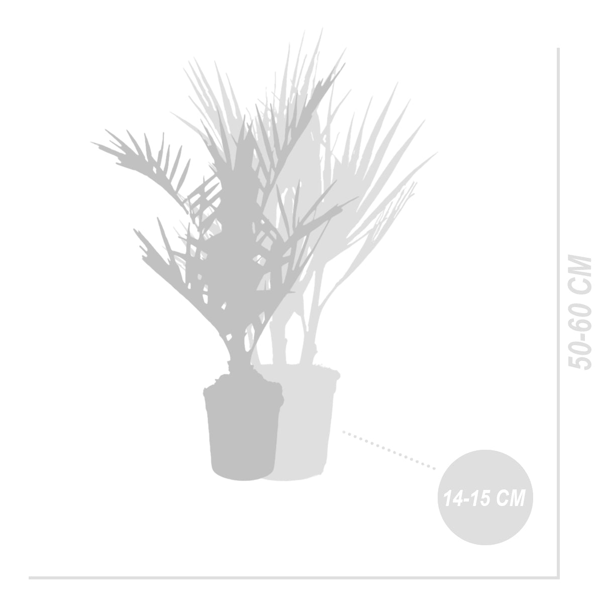 Lot De 3 Palmiers Rustiques – Plante D'Extérieur