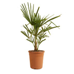 Palmier Trachycarpus – Plante D'Extérieur