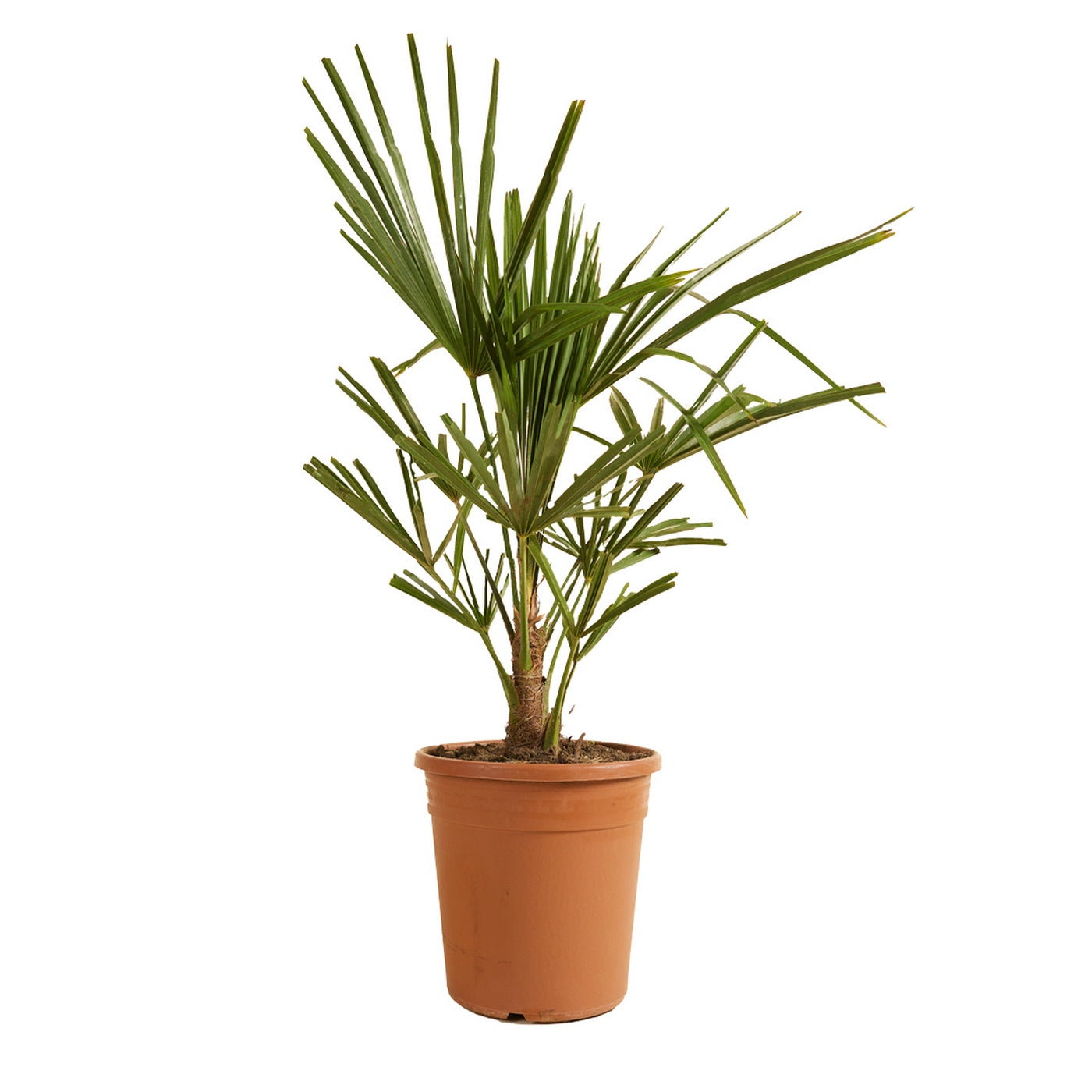 Palmier Trachycarpus – Plante D'Extérieur