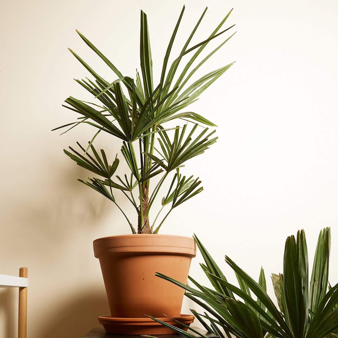 Palmier Trachycarpus – Plante D'Extérieur