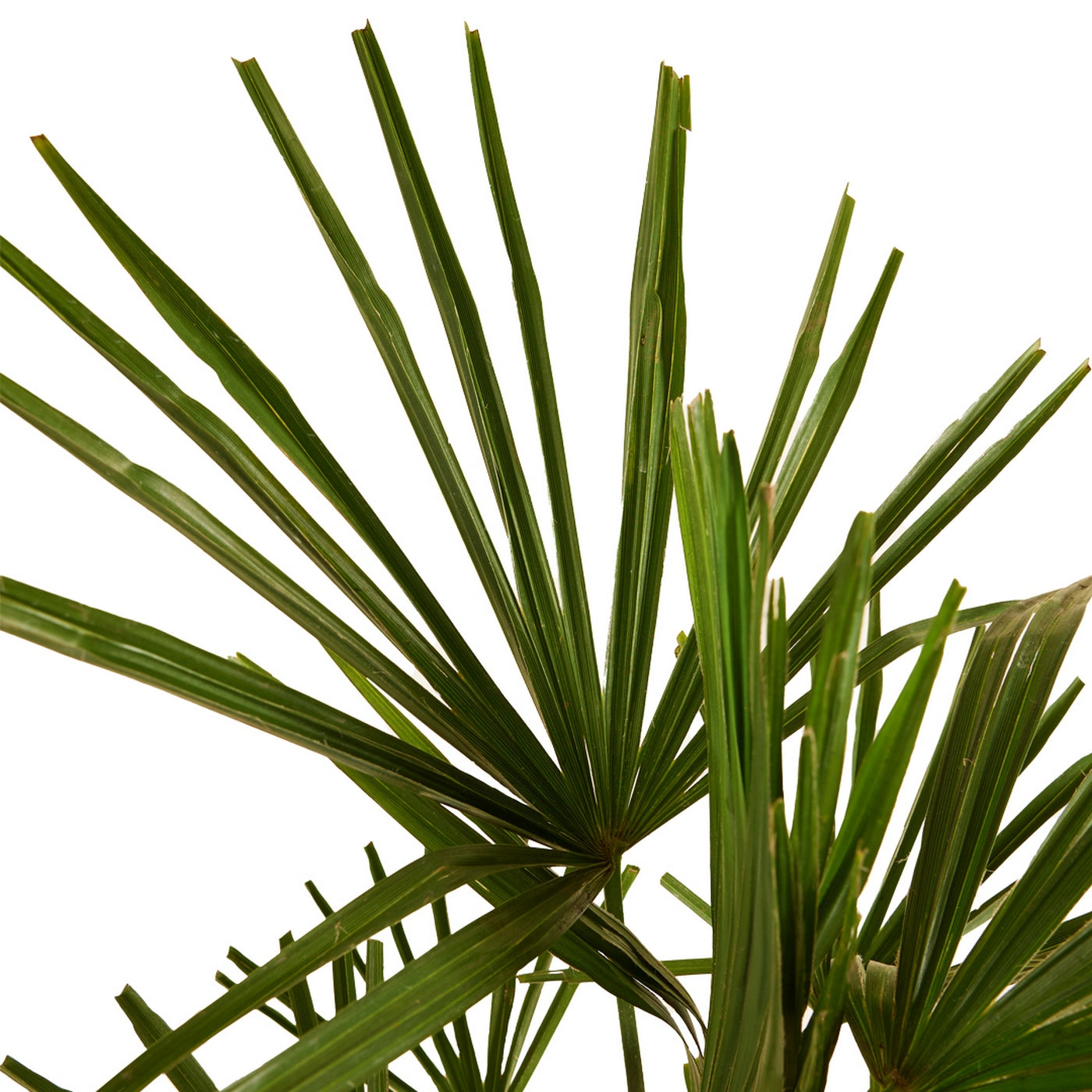 Palmier Trachycarpus – Plante D'Extérieur