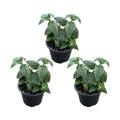 Set of 3 Delta Sarah Fuchsias – Outdoor Plant