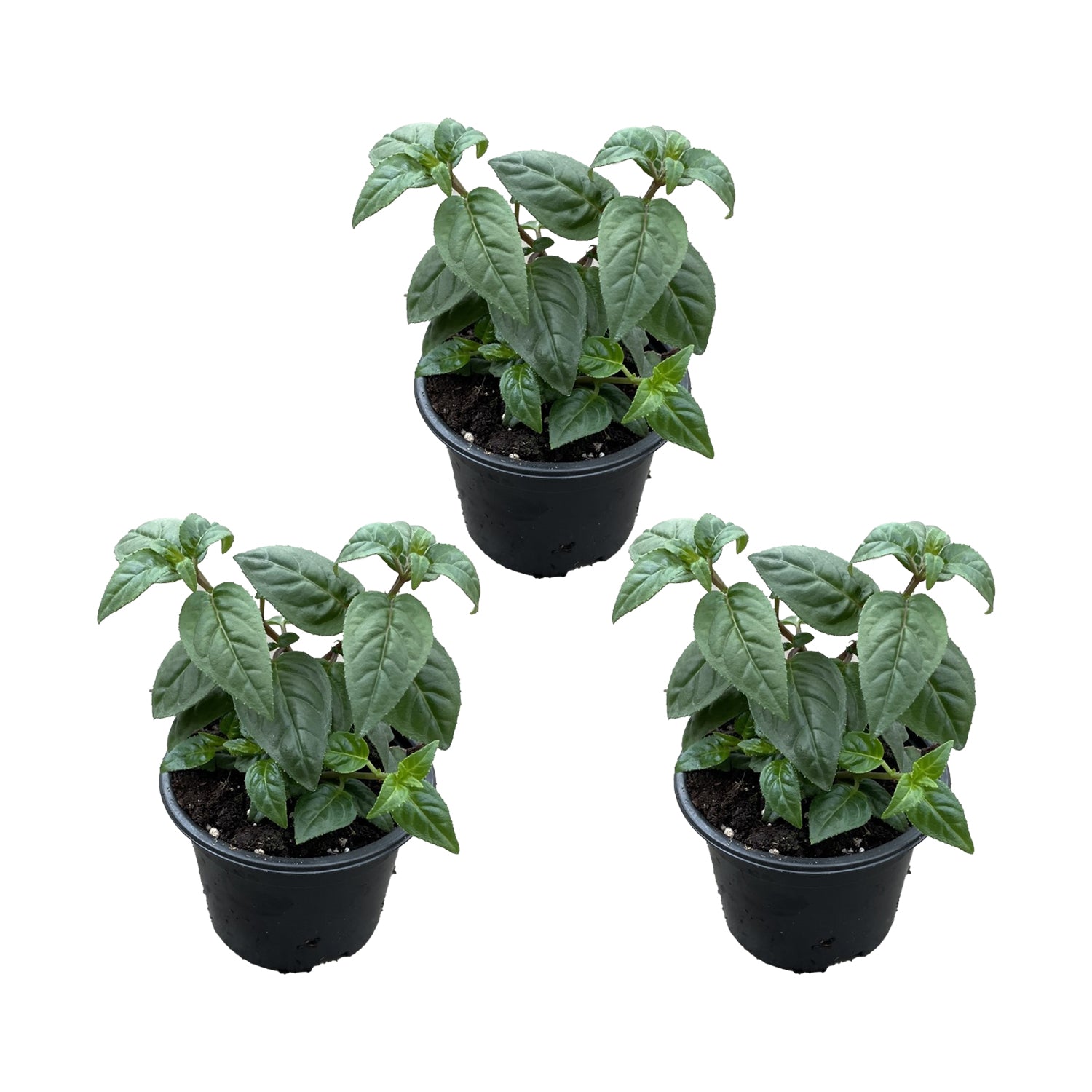 Set of 3 Delta Sarah Fuchsias – Outdoor Plant