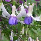 Set of 3 Delta Sarah Fuchsias – Outdoor Plant