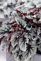 Set of 3 Beleaf Begonias – Houseplant