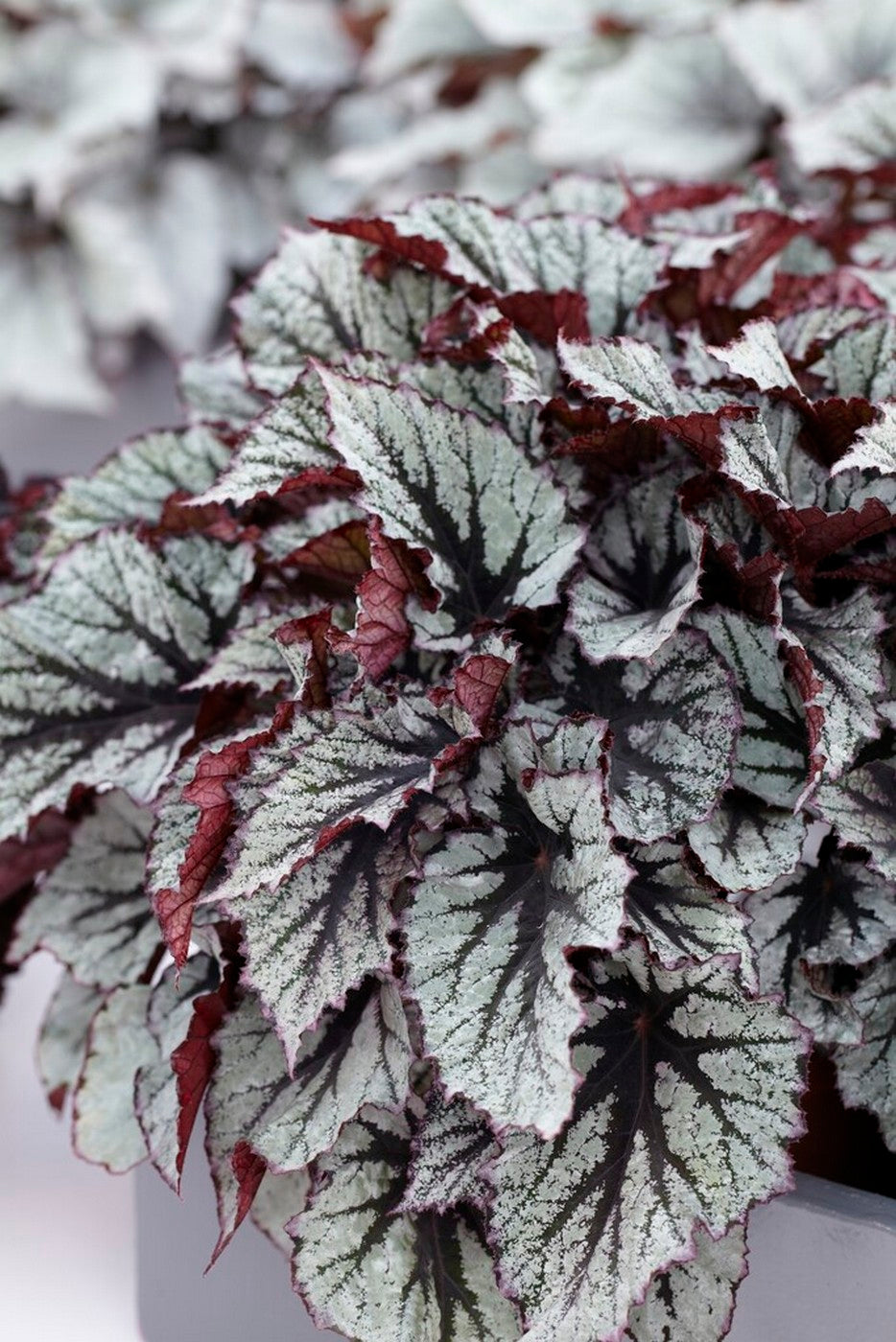 Set of 3 Beleaf Begonias – Houseplant