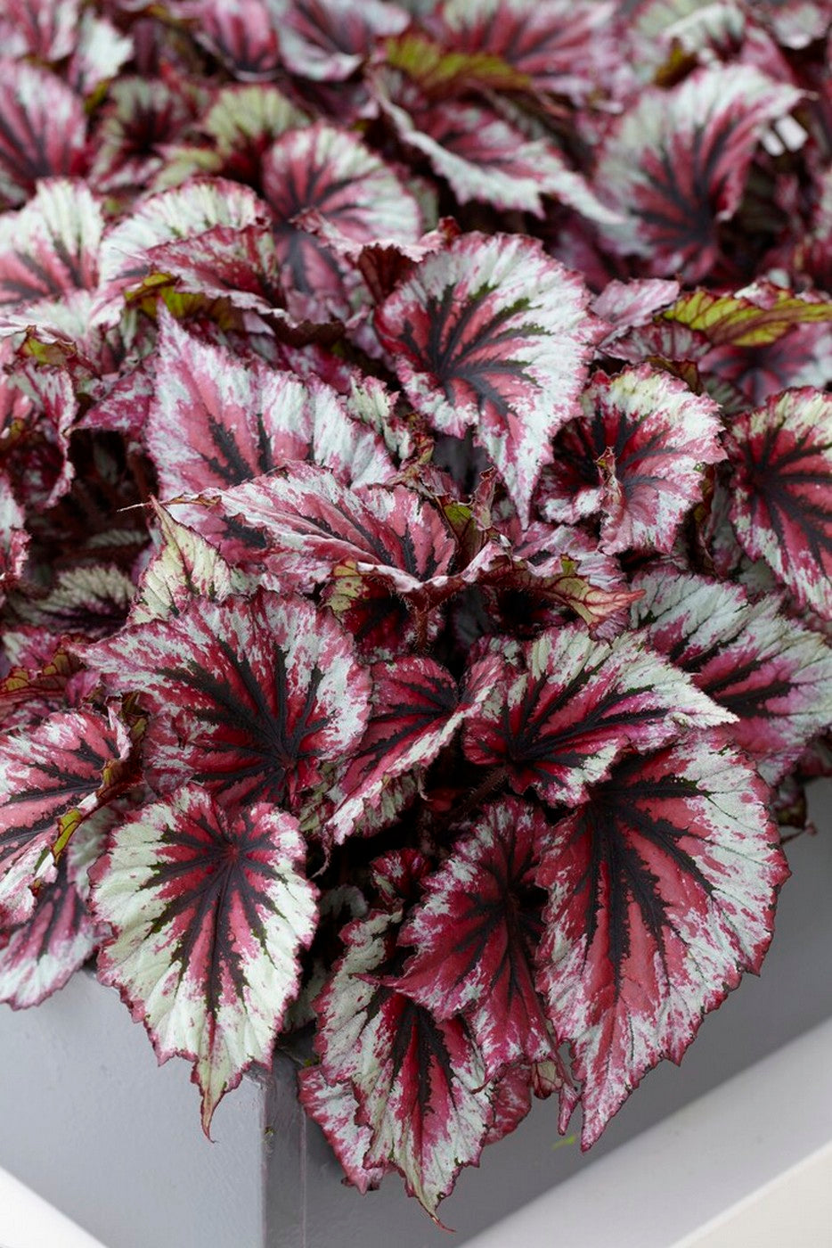 Set of 3 Beleaf Begonias – Houseplant