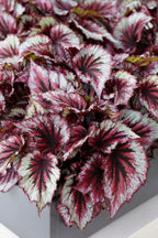 Set of 3 Beleaf Begonias – Houseplant