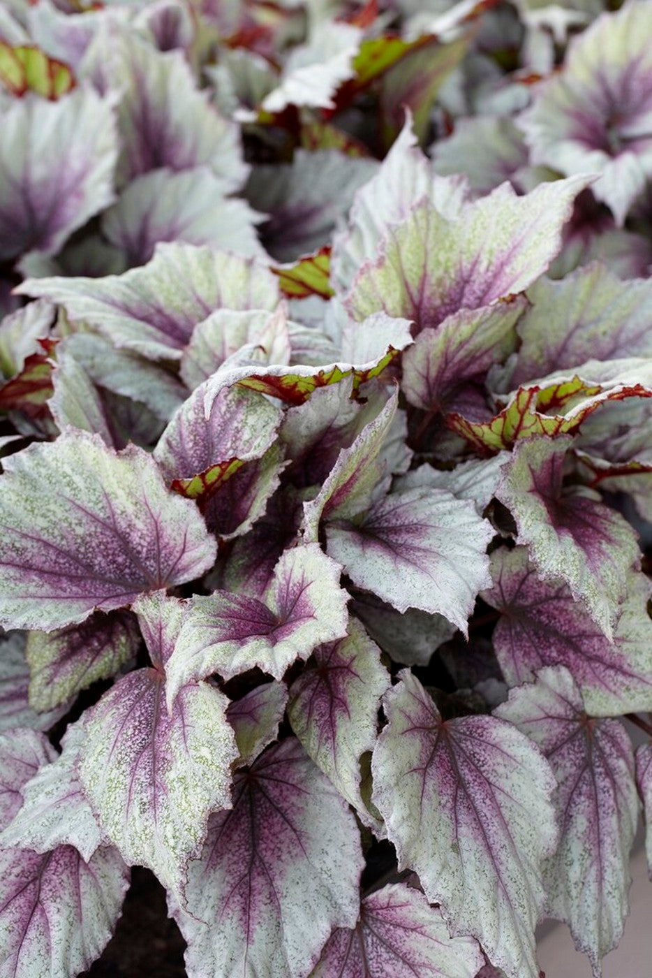 Set of 3 Beleaf Begonias – Houseplant