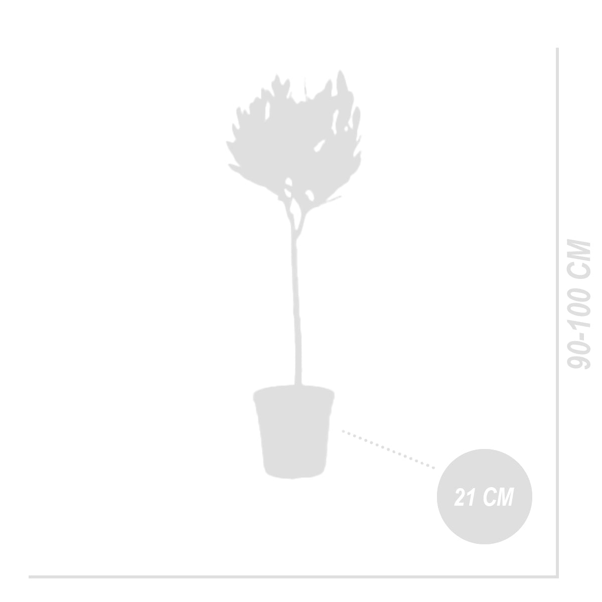 Standard Bay Laurel XL – Outdoor Plant