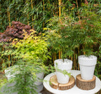 Mezcla de 4 arces japoneses – Planta de exterior