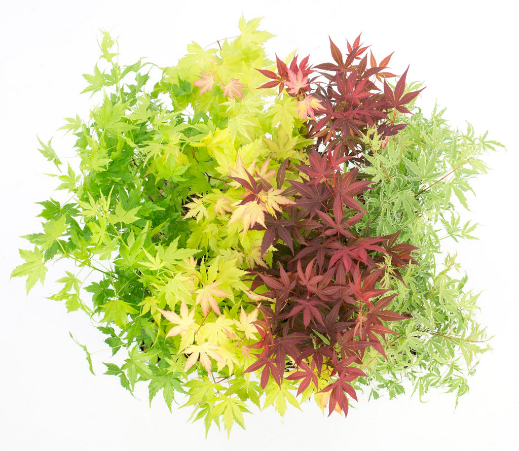 Mezcla de 4 arces japoneses – Planta de exterior