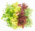 Mezcla de 4 arces japoneses – Planta de exterior