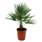 Chamaerops humilis – Planta de exterior