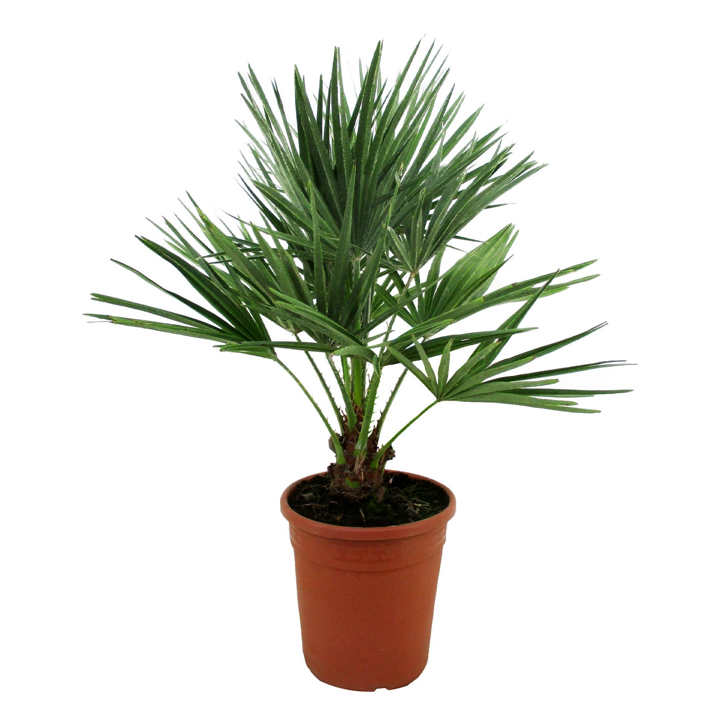 Chamaerops humilis – Planta de exterior