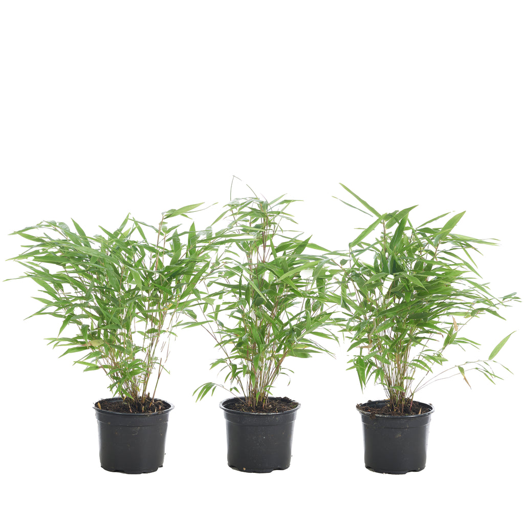 Lot De 3 Bambous Formidable – Plante D'Extérieur