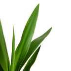 Yucca Elephantipes Xl – Plante D'Intérieur