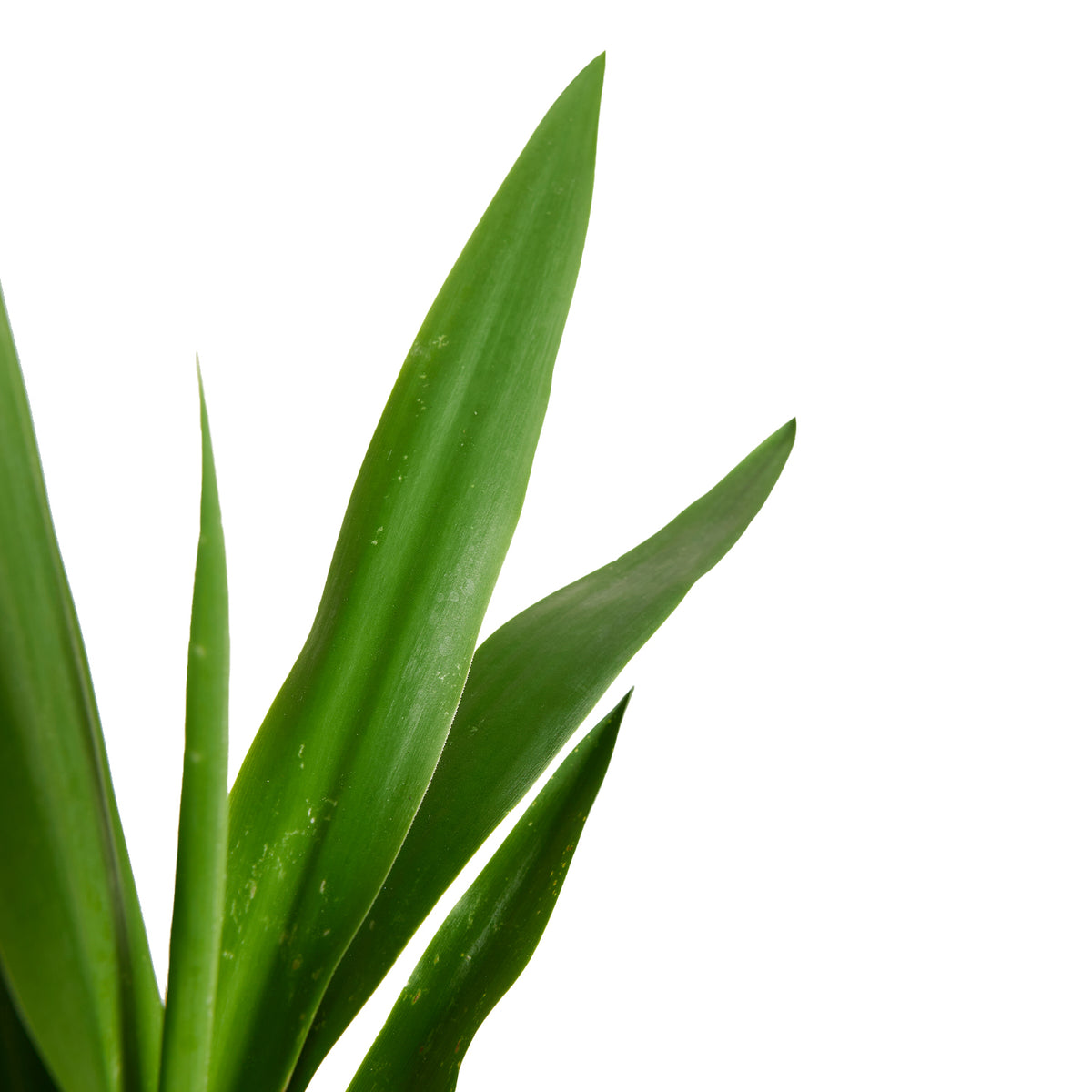 Yucca Elephantipes Xl – Plante D'Intérieur