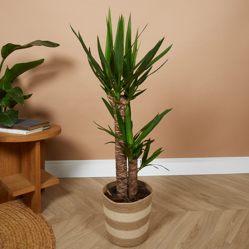 Yucca Elephantipes Xl – Plante D'Intérieur