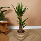 Yucca Elephantipes Xl – Plante D'Intérieur