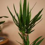 Yucca Elephantipes Xl – Plante D'Intérieur