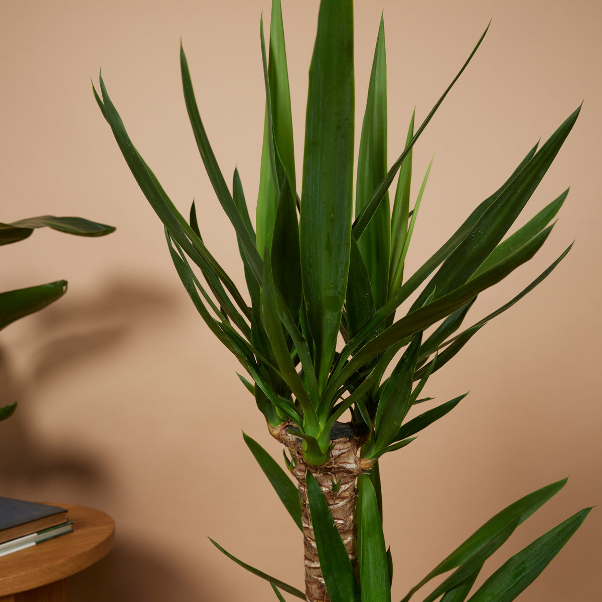 Yucca Elephantipes Xl – Plante D'Intérieur