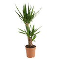 Yucca Elephantipes Xl – Plante D'Intérieur