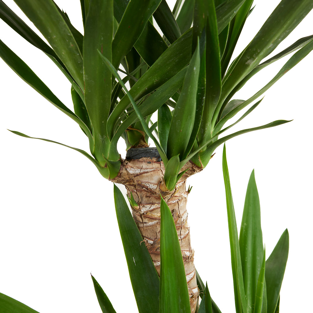 Yucca Elephantipes Xl – Plante D'Intérieur