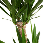 Yucca Elephantipes Xl – Plante D'Intérieur