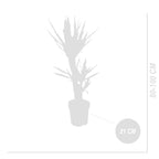 Yucca Elephantipes Xl – Plante D'Intérieur