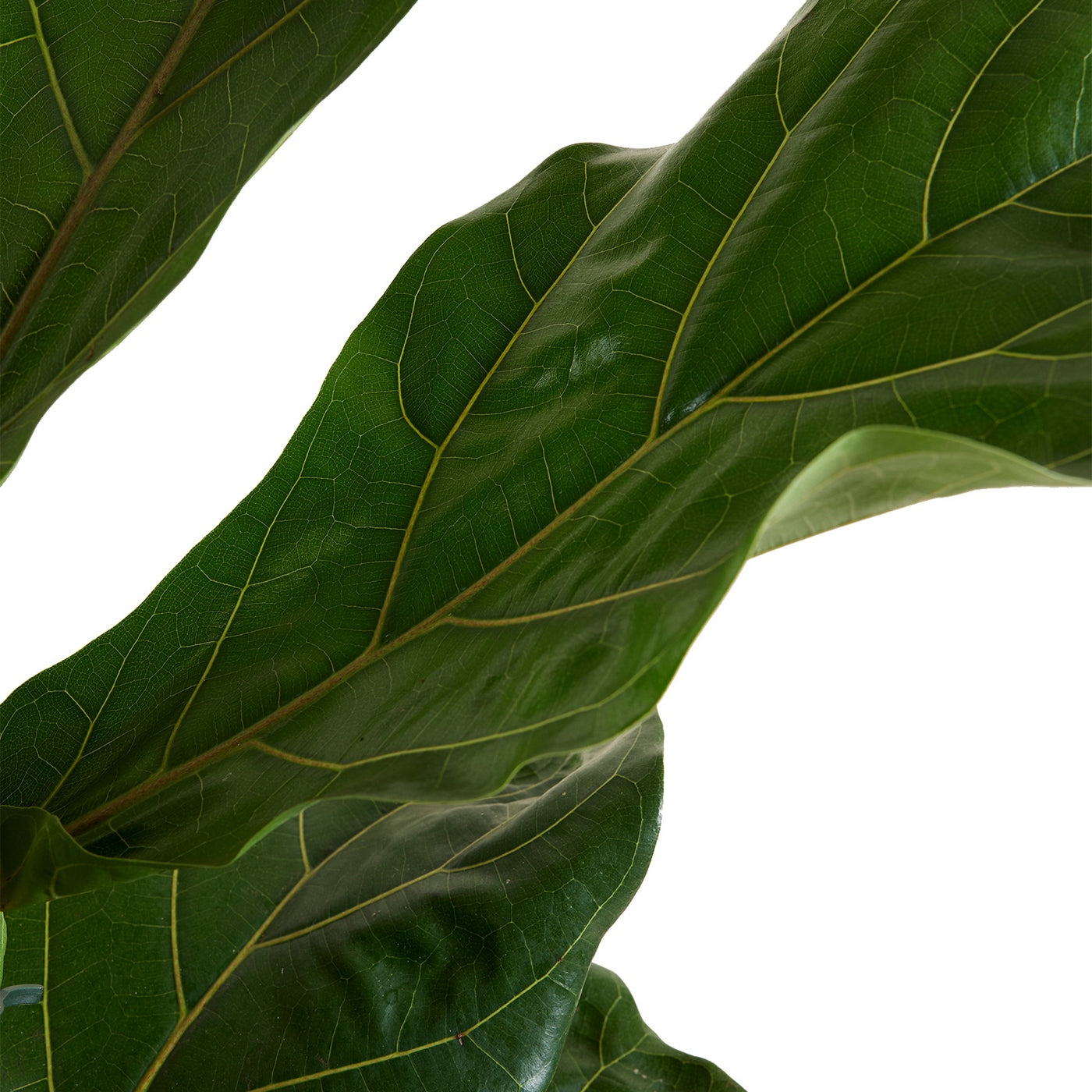 Ficus Lyrata – Plante D'Intérieur