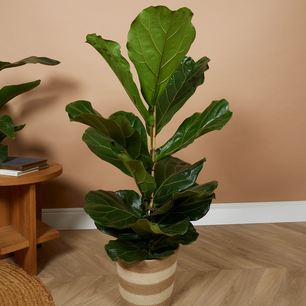 Ficus Lyrata – Plante D'Intérieur