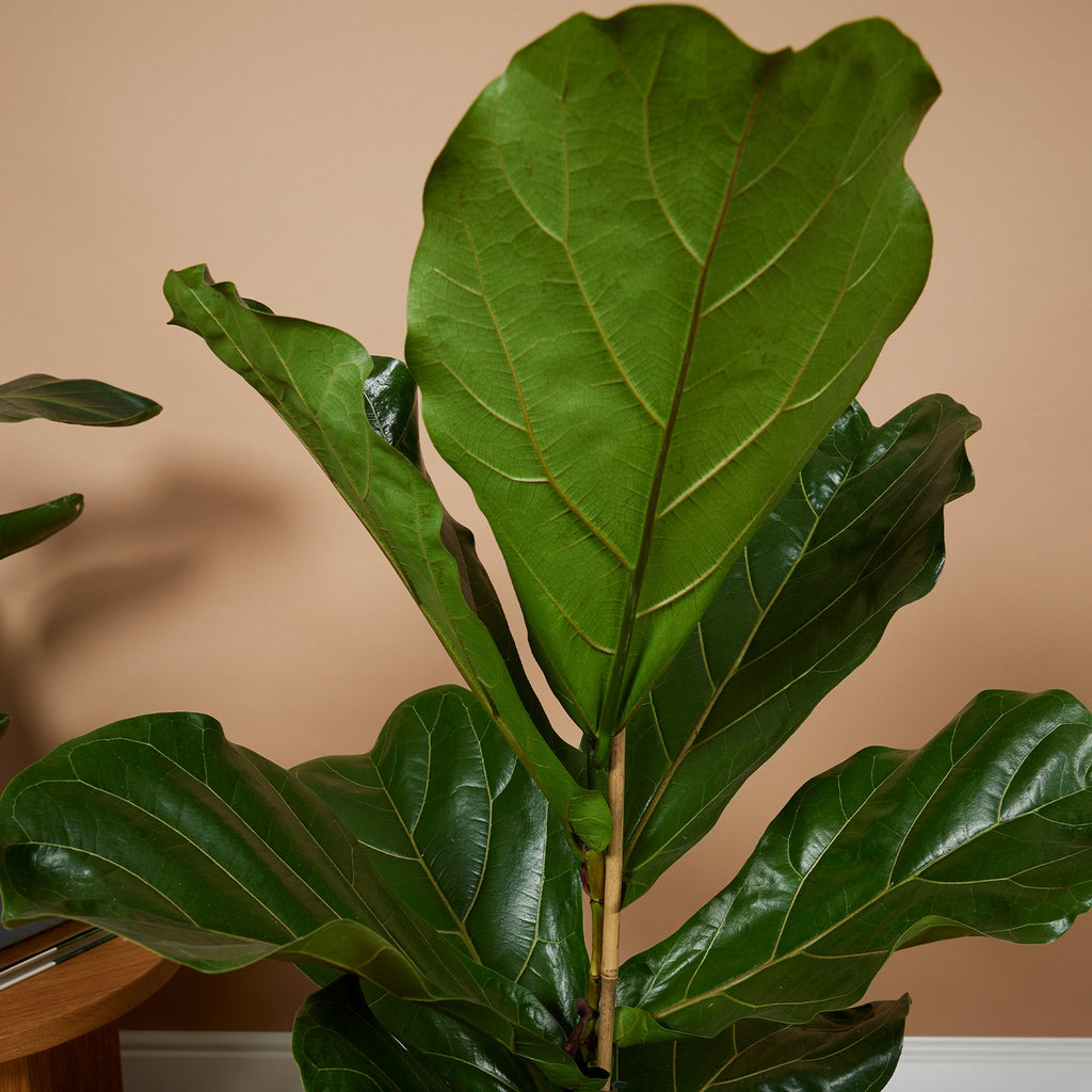 Ficus Lyrata – Plante D'Intérieur