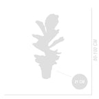Ficus Lyrata – Plante D'Intérieur