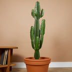 Euforbia Cactus Cowboy XL – Planta de interior