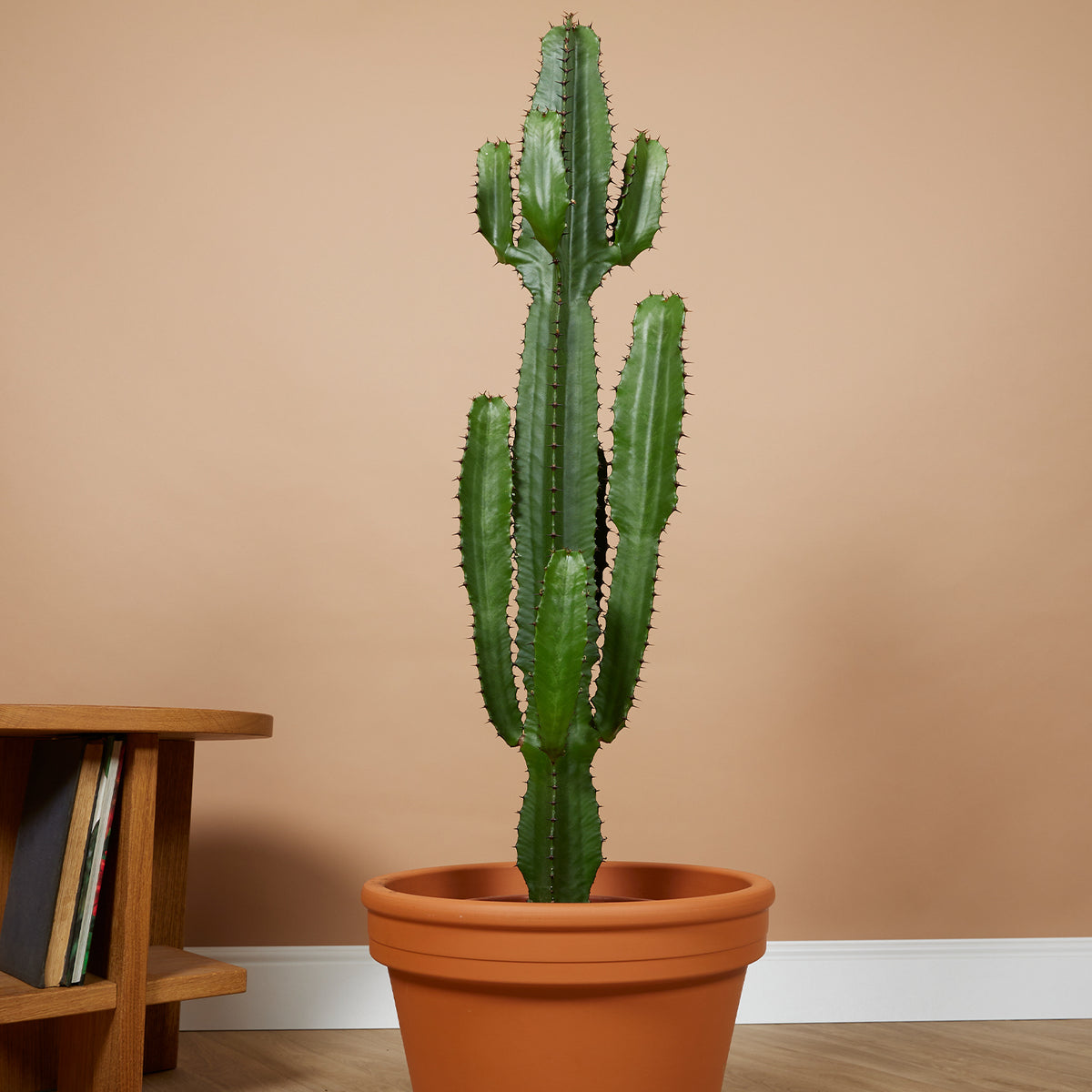 Euforbia Cactus Cowboy XL – Planta de interior
