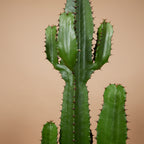 Euforbia Cactus Cowboy XL – Planta de interior