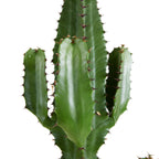 Euforbia Cactus Cowboy XL – Planta de interior