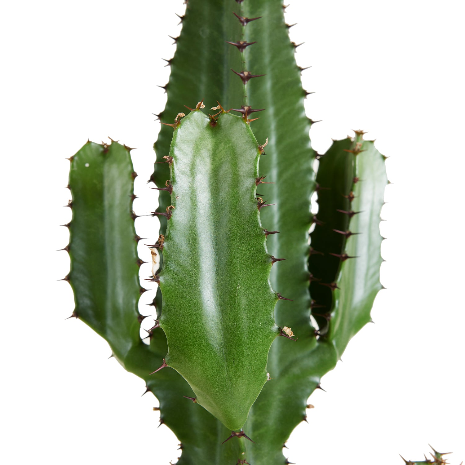 Euforbia Cactus Cowboy XL – Planta de interior