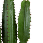 Euforbia Cactus Cowboy XL – Planta de interior