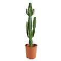 Euforbia Cactus Cowboy XL – Planta de interior