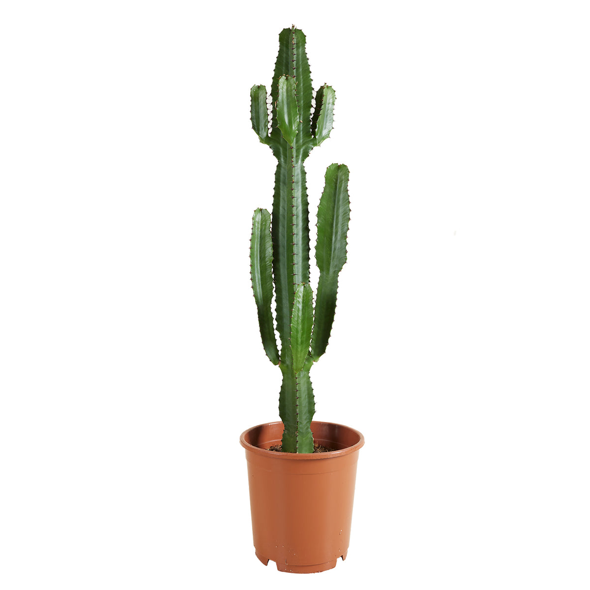 Euforbia Cactus Cowboy XL – Planta de interior