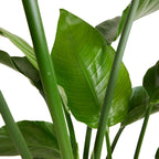 Strelitzia Nicolai – Plante D'Intérieur