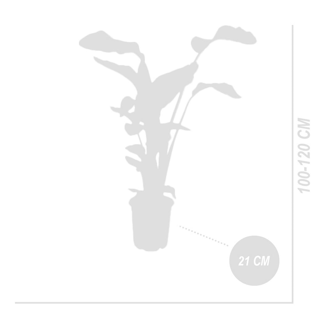 Strelitzia Nicolai – Plante D'Intérieur