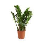 Zamioculcas Zz Xl – Plante D'Intérieur