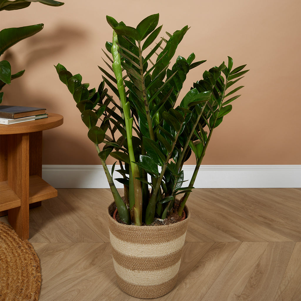 Zamioculcas Zz Xl – Plante D'Intérieur