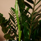 Zamioculcas Zz Xl – Plante D'Intérieur