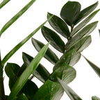 Zamioculcas Zz Xl – Plante D'Intérieur